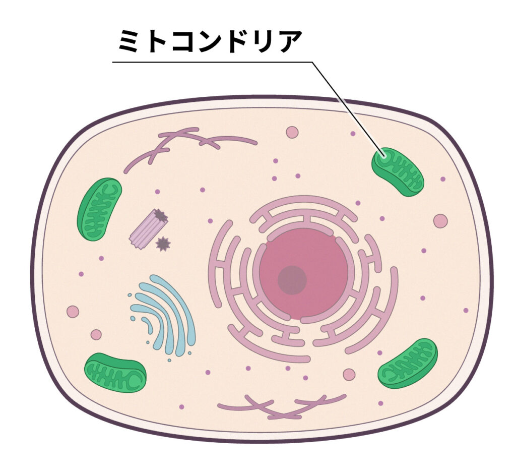 細胞内のミトコンドリア