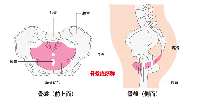 骨盤底筋群の構造