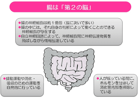 腸のX線写真
