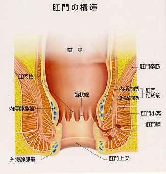絨毛の顕微鏡写真