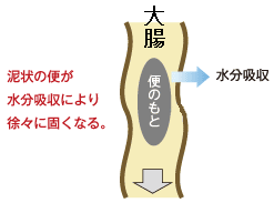 小腸の各部位の名称