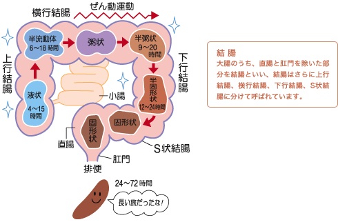 絨毛の顕微鏡写真