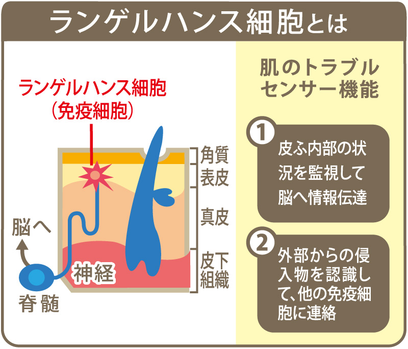 ランゲルハンス細胞とその役割