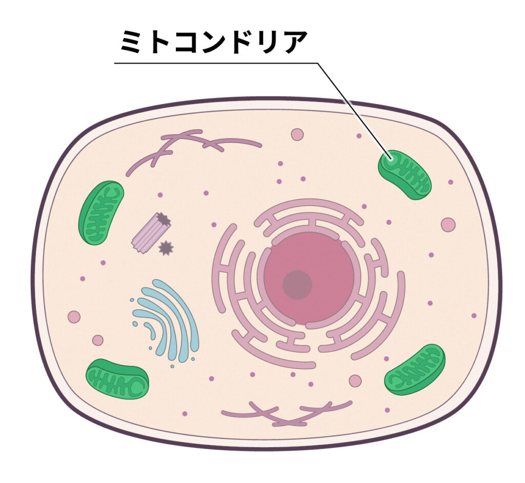 細胞内のミトコンドリア