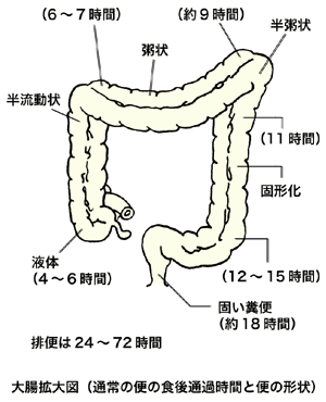 内臓の秘密 驚きの消化ルート 腸 大腸